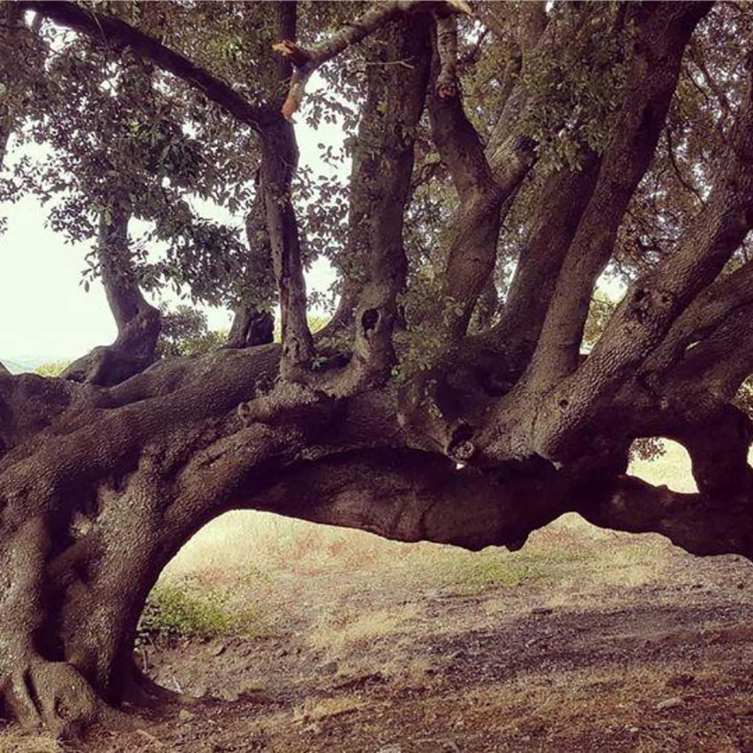 The tree of Reason excursion e-boat